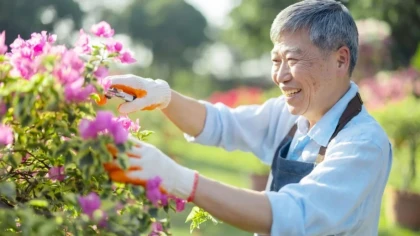 Elderly Man Clipping Pink Flowers