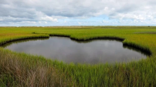 Marshlands at Carolina Beach State Park