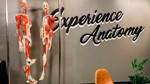 Experience Anatomy | Virtual Orthopedic Panel