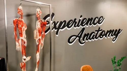 Experience Anatomy | Virtual Orthopedic Panel