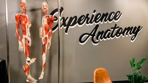 Experience Anatomy | Virtual Orthopedic Panel