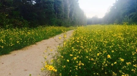 Morning Running Path