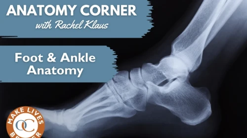 Foot & Ankle Anatomy