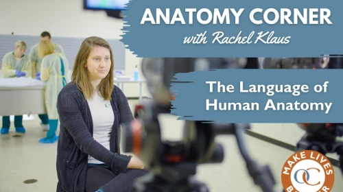 Anatomy Language | How Body Parts Are Named