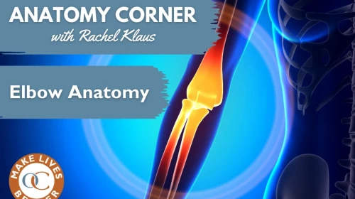 Elbow Anatomy