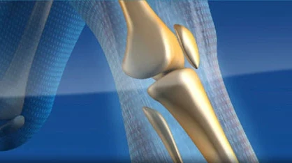Knee