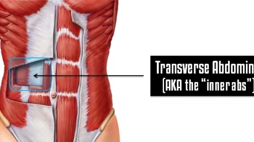 Transverse Abdominis