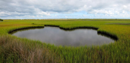 Marshlands at Carolina Beach State Park