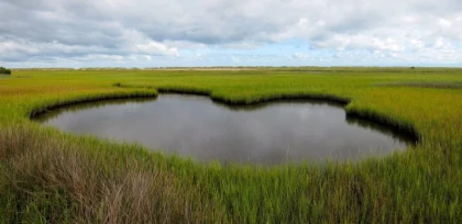 Marshlands at Carolina Beach State Park