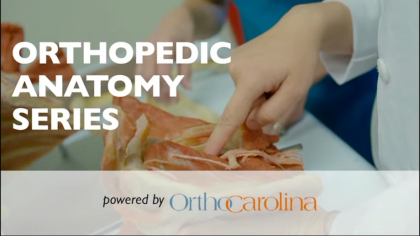 Hip & Knee: Orthopedic Anatomy Series: Exploring Your Body From The Inside Out