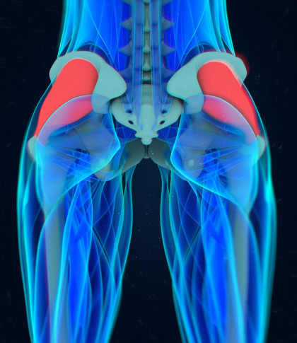 Gluteus Medius illustration