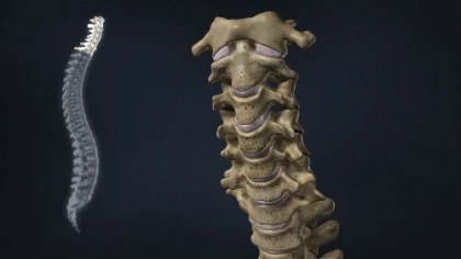 Spine