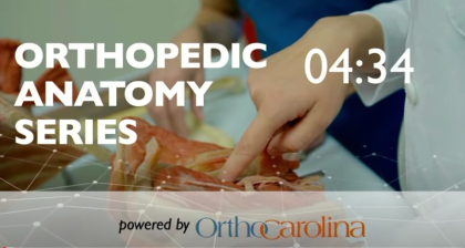 Orthopedic anatomy series