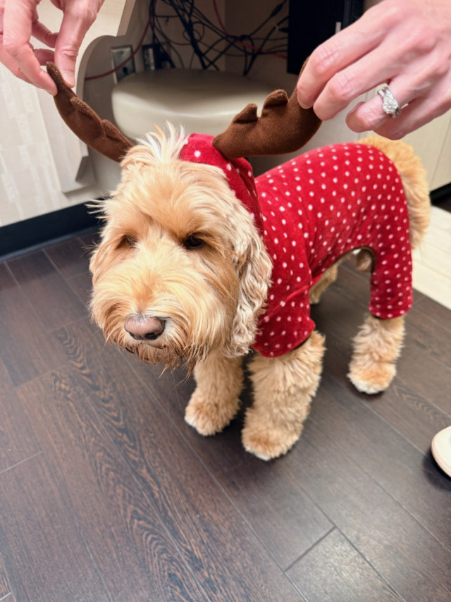 OC Reindeer Dog