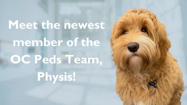 Physis, an Australian Labradoodle, and the newest member of the OrthoCarolina Pediatric team