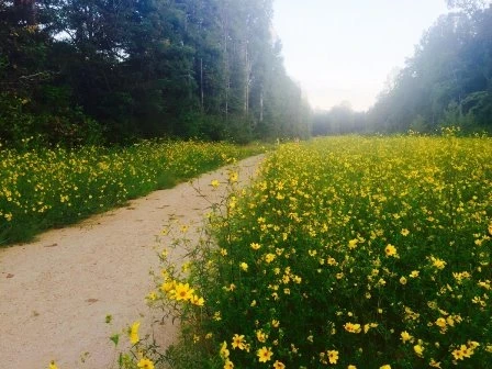 Morning Running Path