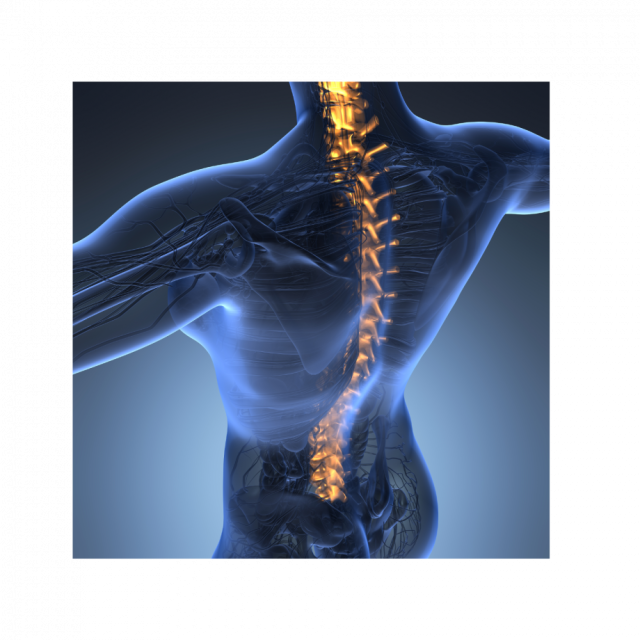 Spine | Clinical