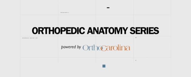 Orthopedic Anatomy Series | OrthoCarolina