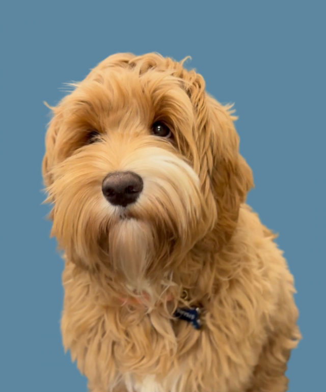 Physis the Therapy Dog