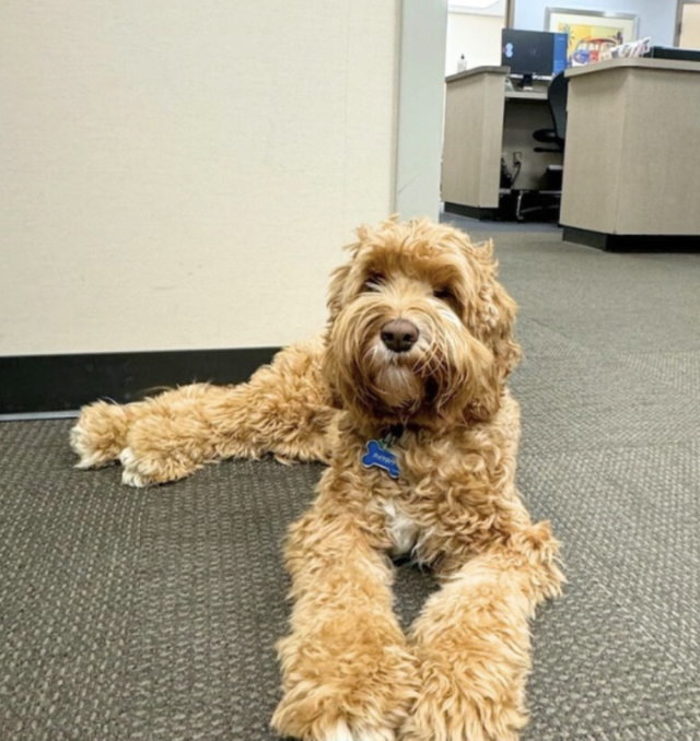 OrthoCarolina Office Dog