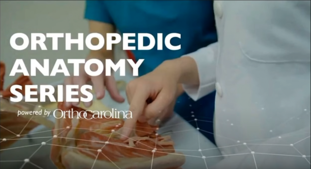Orthopedic anatomy series | Shoulder