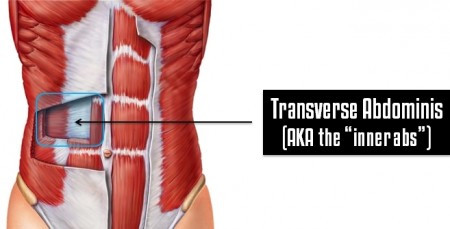 transverse abdominis model