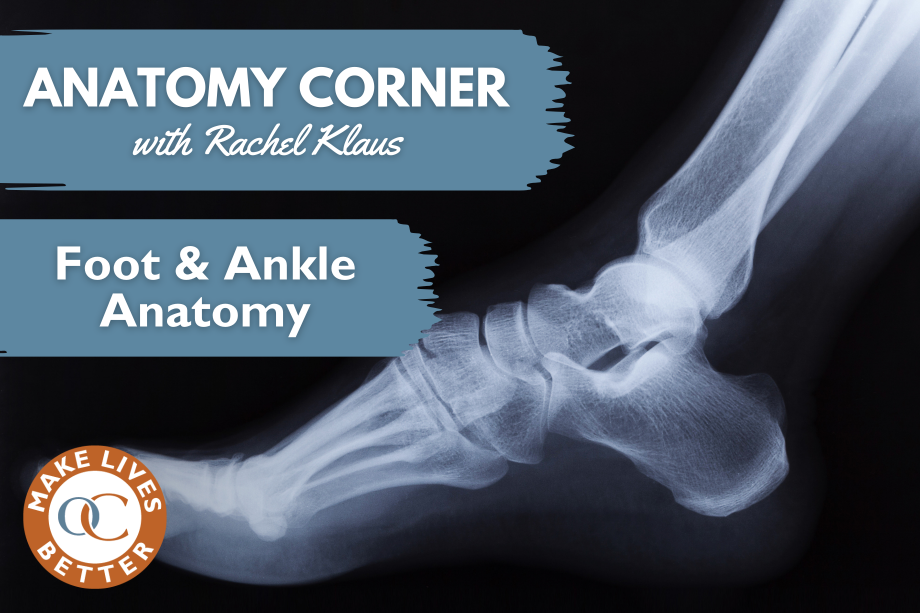 Det ensom tråd Foot & Ankle Anatomy | Orthopedic Blog | OrthoCarolina