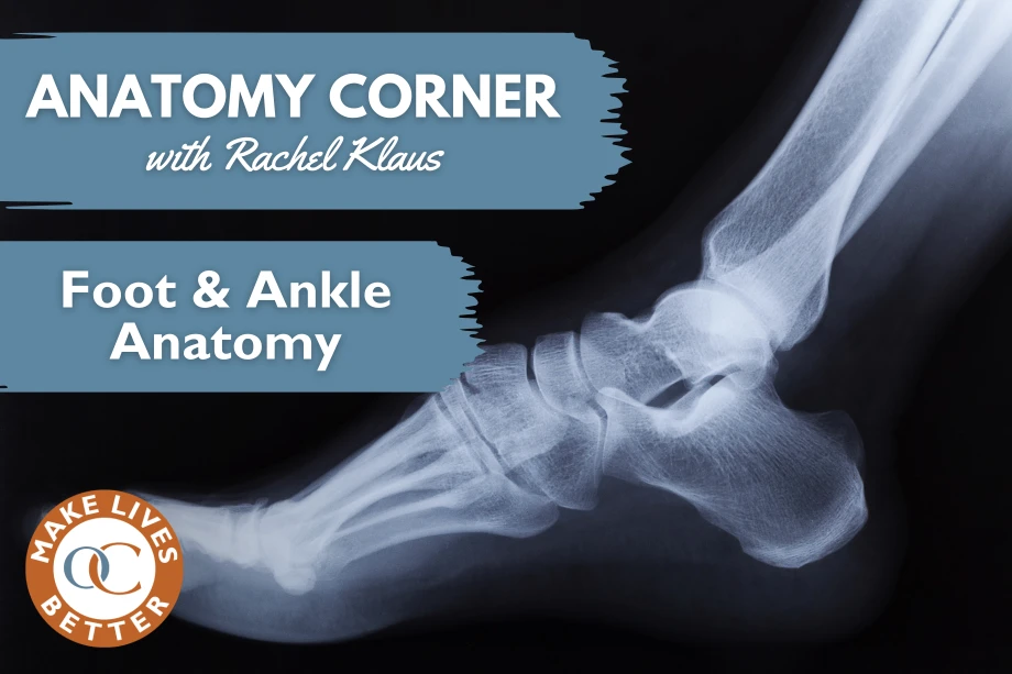 Foot & Ankle Anatomy | Orthopedic Blog | OrthoCarolina