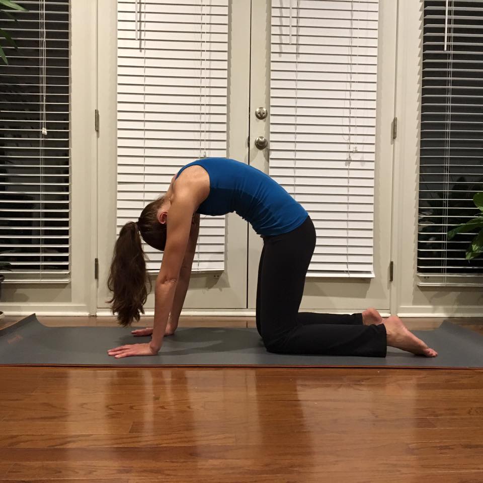 Cat Pose - Yoga Cat Pose - Yoga