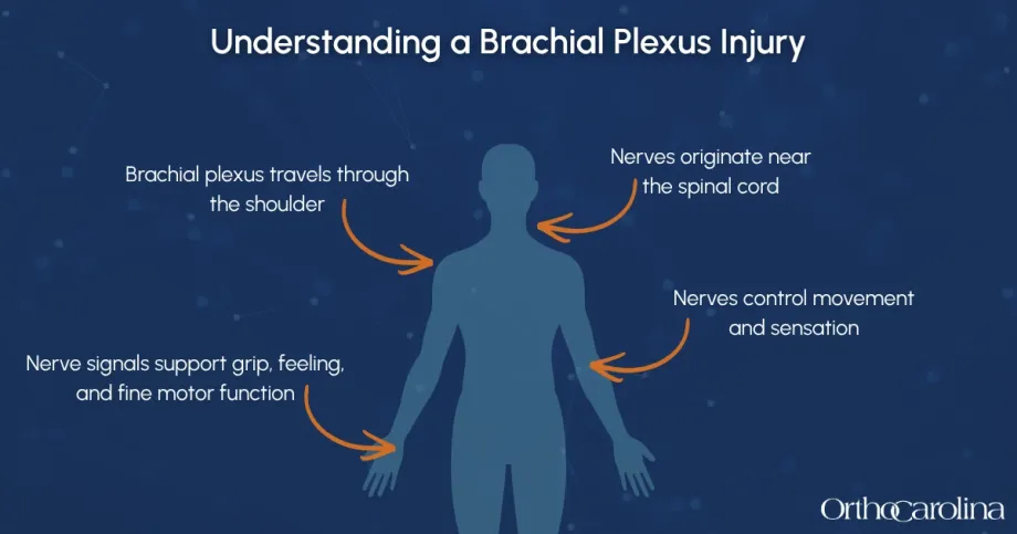 graphic around understanding a Brachial Plexus injury
