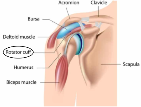 Rotator Cuff Breakdown Rotator Cuff Breakdown