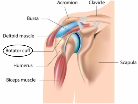 Rotator Cuff Breakdown