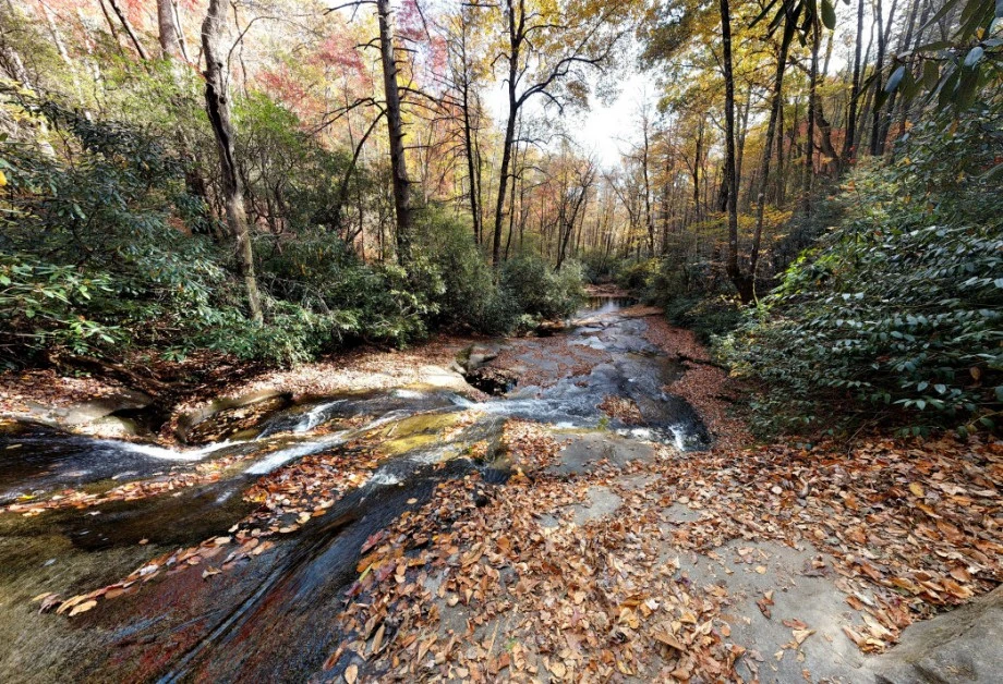 Pisgah National Forest